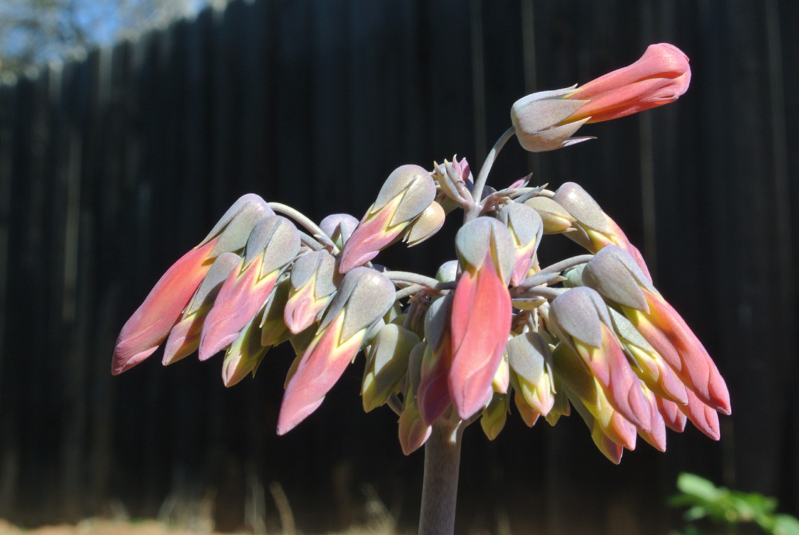 Fiori artificiali sintetici per uso esterno. CALANCOLA