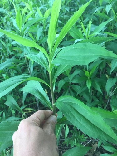 Solidago gigantea