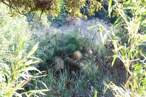 Cyperus papyrus (Papiro egiziano) - Piante Acquatiche Vivaio