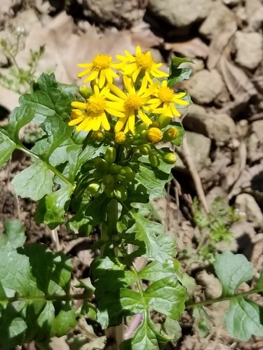 Butterweed Packera Glabella Flower Leaf Care Uses Picturethis