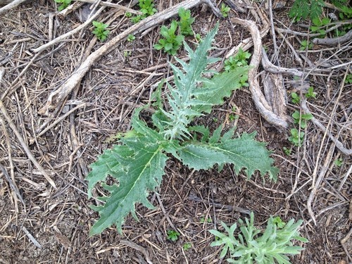 Cardo-do-coalho; Cardo-hortense // Cardoon (Cynara cardunc…