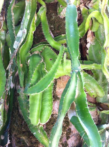 Strophocactus (Strophocactus)