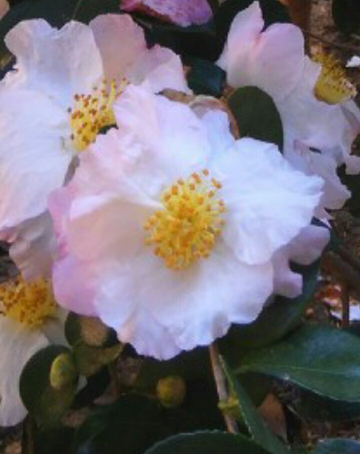 Camellia granthamiana Cuidados (Plantando, Fertilizantes, Enfermedades) -  PictureThis