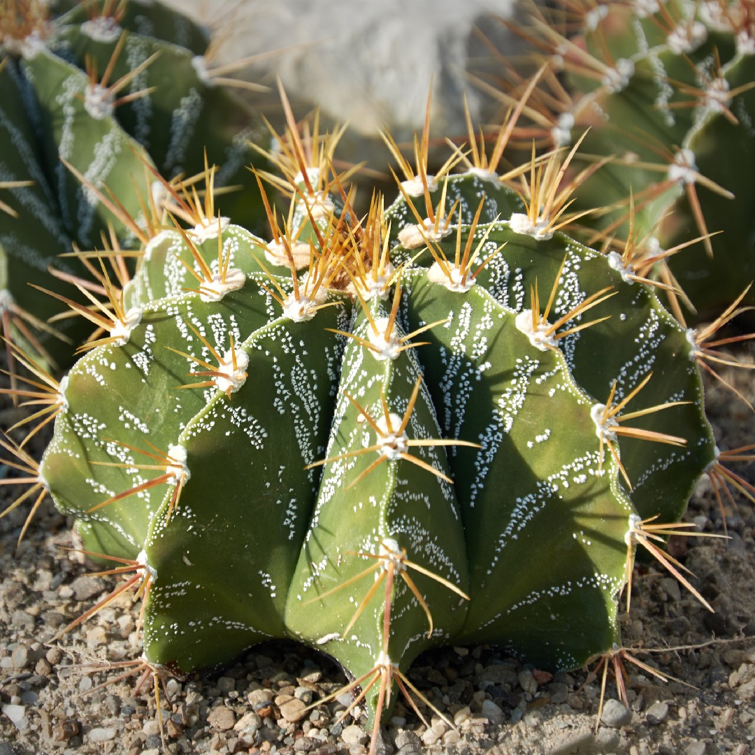 Comment créer un jardin de cactus qui ne ressemble à aucun autre