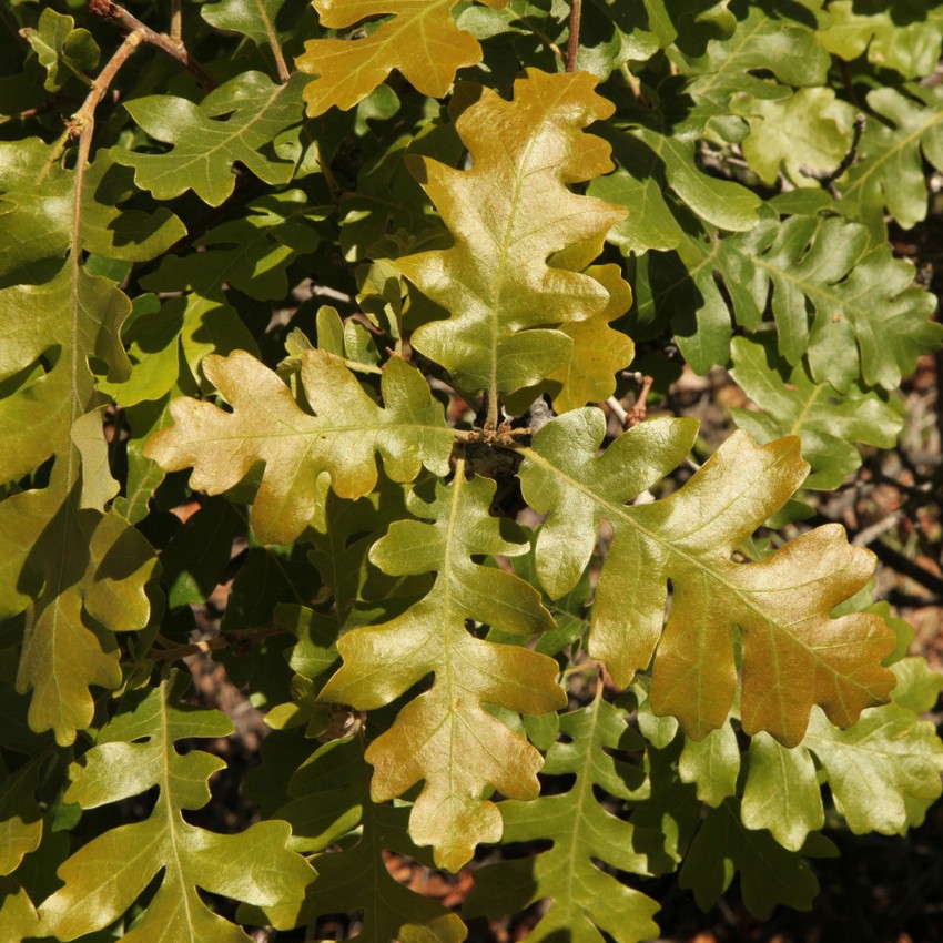 Herbicide halo around vine trunks as means of discouraging woody