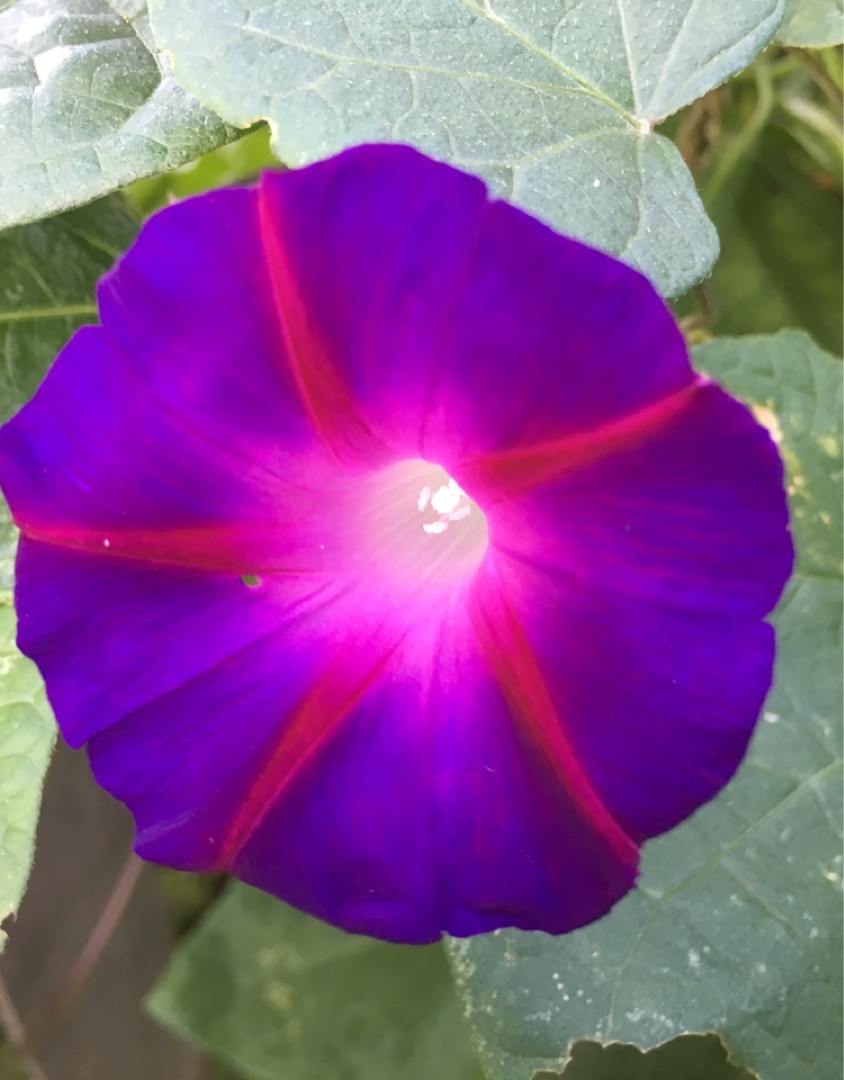 Ipomoea orizabensis уход (почву, удобрение, обрезка) - PictureThis