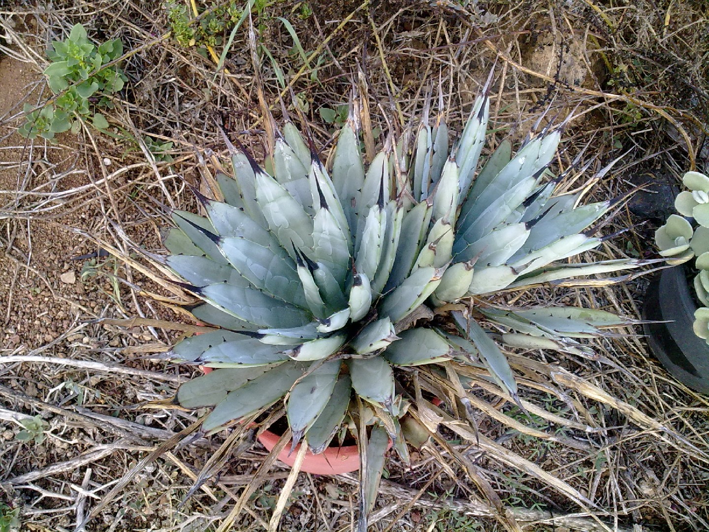 Агава широкоокаймленная (Agave macroacantha) - PictureThis