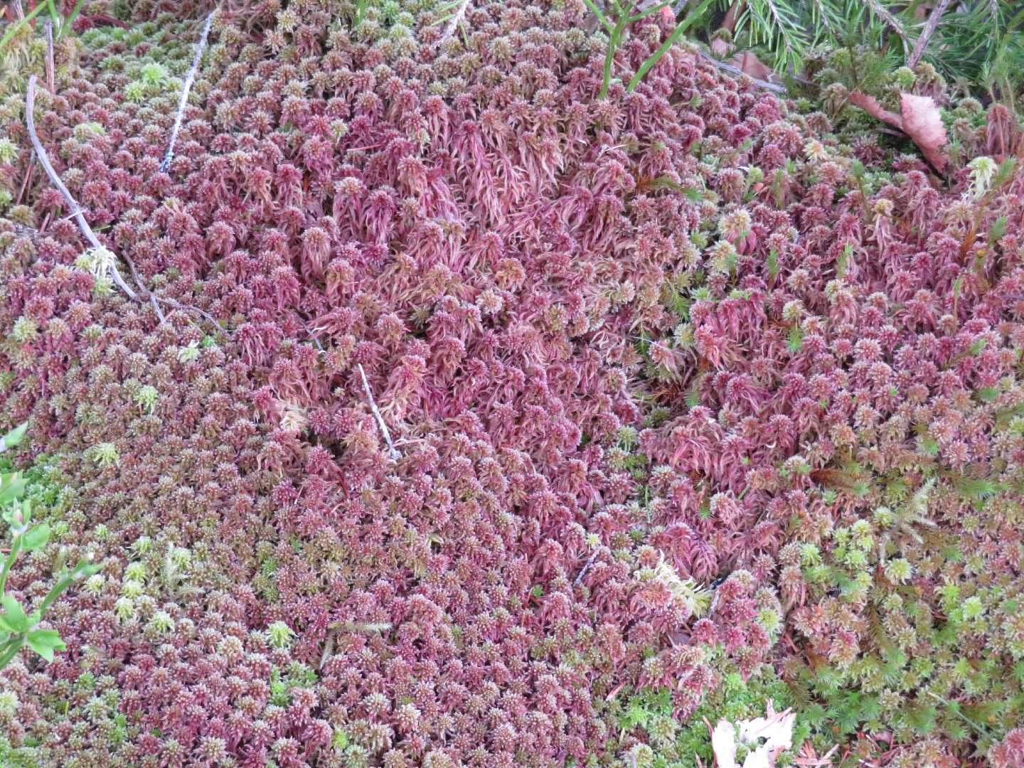 Sphagnum magellanicum - Wikipedia