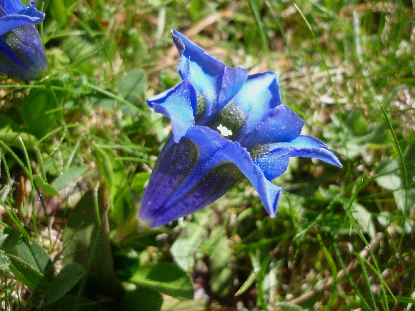 Gentiana Olivieri Griseb l