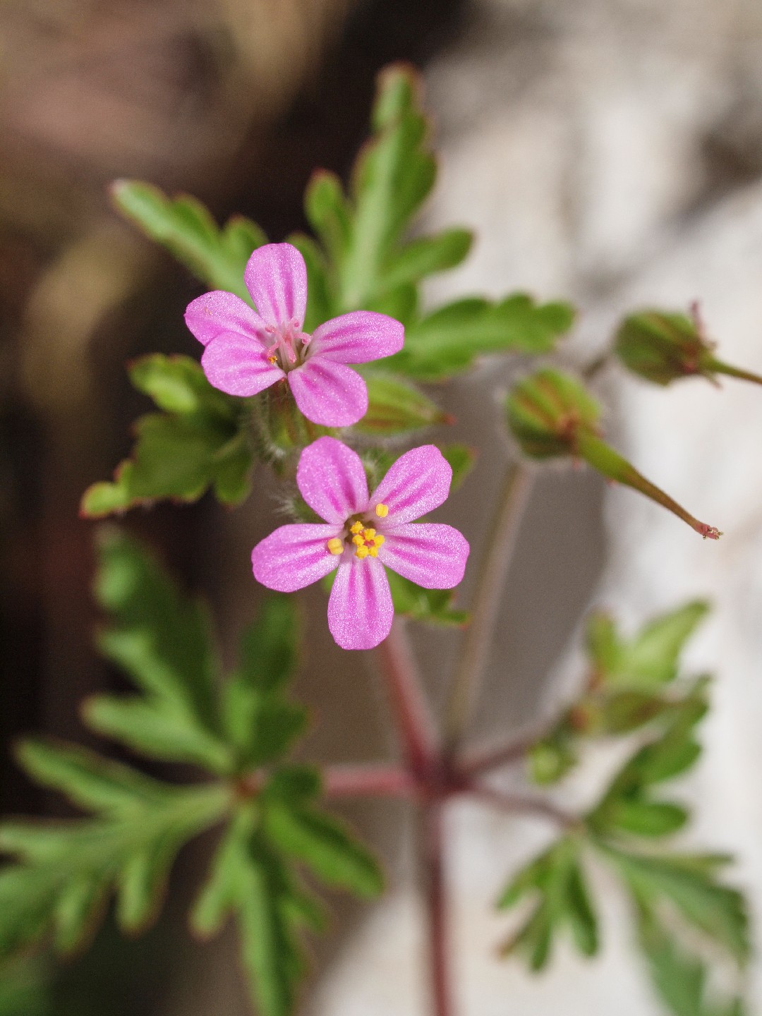 Герань пурпурная (Geranium purpureum) - PictureThis