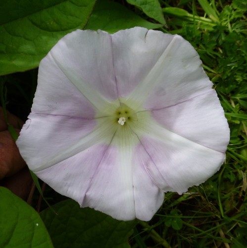 ヒロハヒルガオ（広葉昼顔） (Calystegia silvatica) 花言葉，毒性，よくある質問 - PictureThis