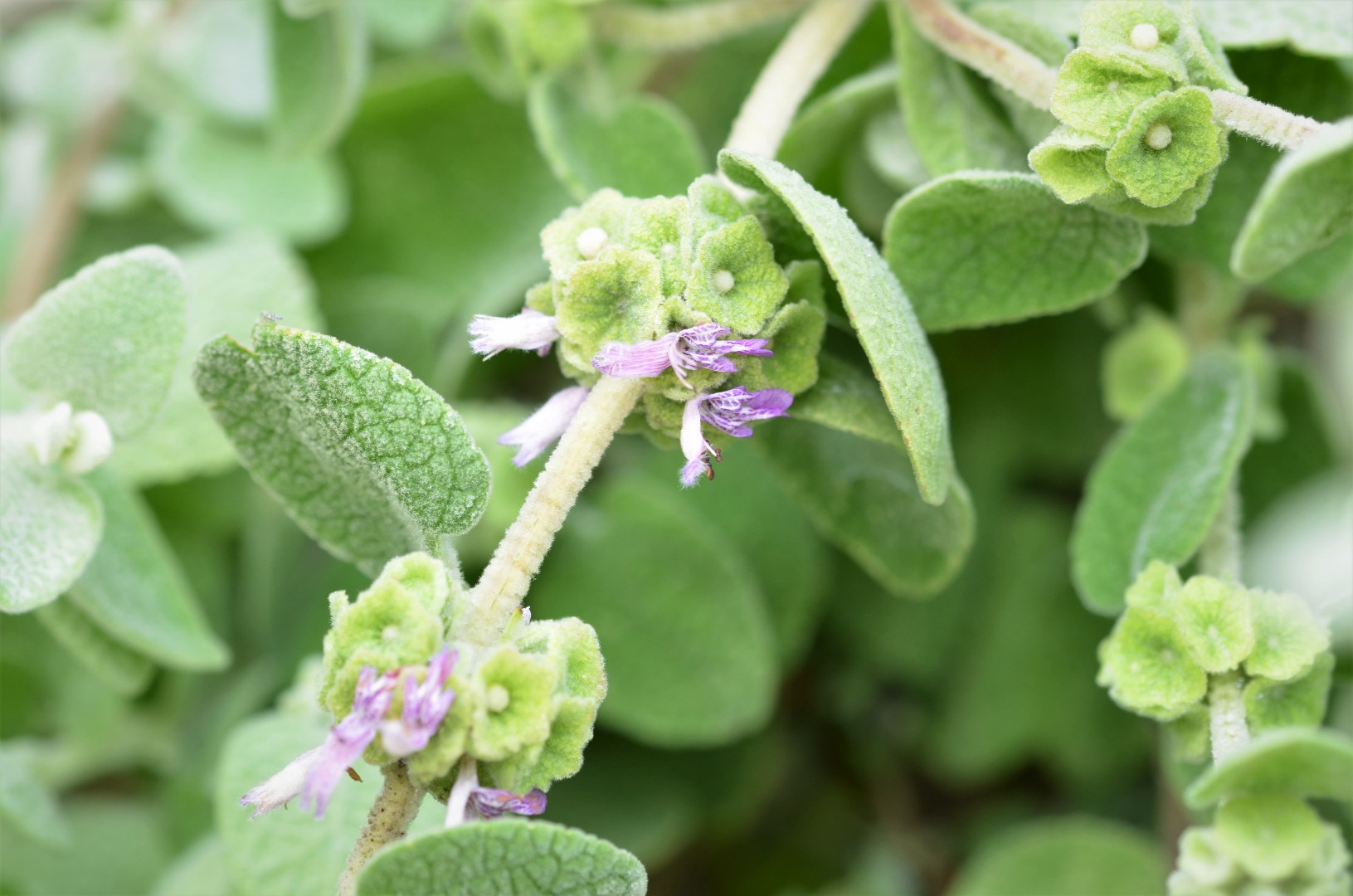 バロタ・プセウドディクタムヌス (Ballota Pseudodictamnus) 花言葉，毒性，よくある質問 - PictureThis