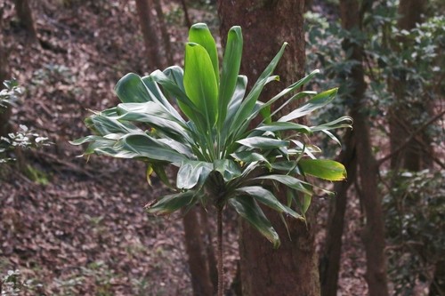 son las plantas cordyline venenosas para los perros