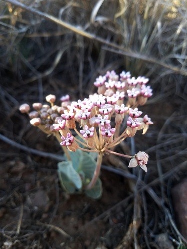 ️️ How to Prune Tufted milkweed