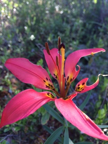 Lilium Asiatic Tango Lily Pink Brush, Lily Flower Information