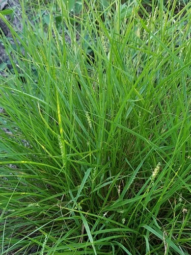 Sticky Bristle Grass /Velcro Grass