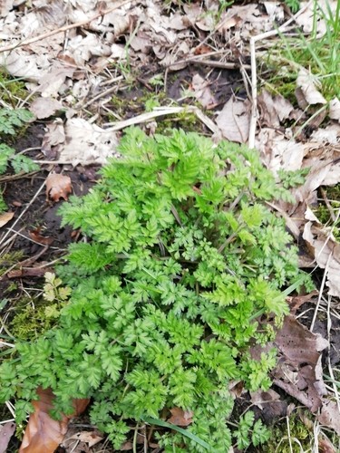 Brumisateur à plante Cow Parsley