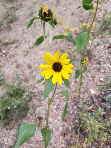 Girasol silvestre (Helianthus petiolaris) - PictureThis