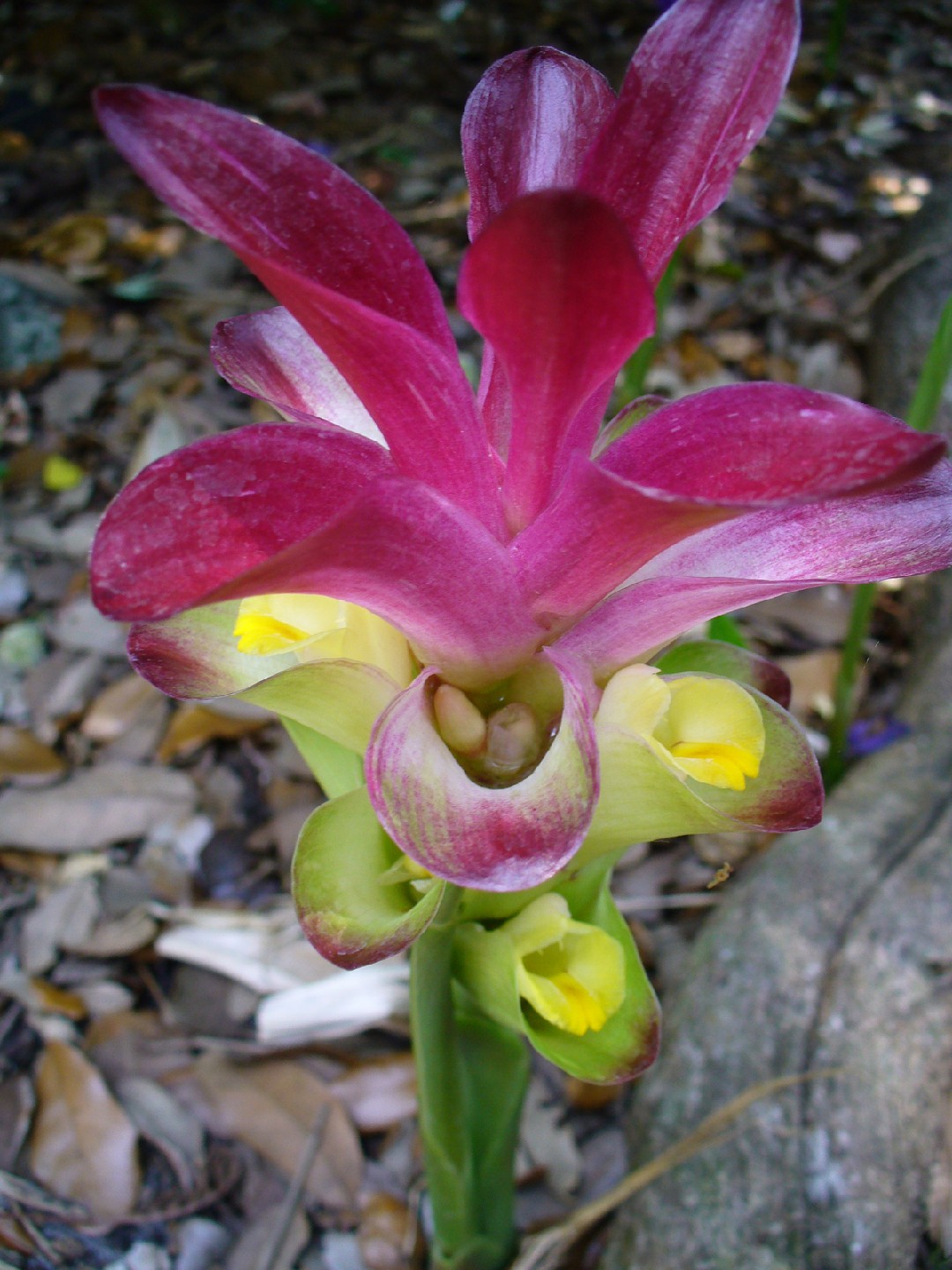 Куркума цедоария (Curcuma zedoaria) - PictureThis