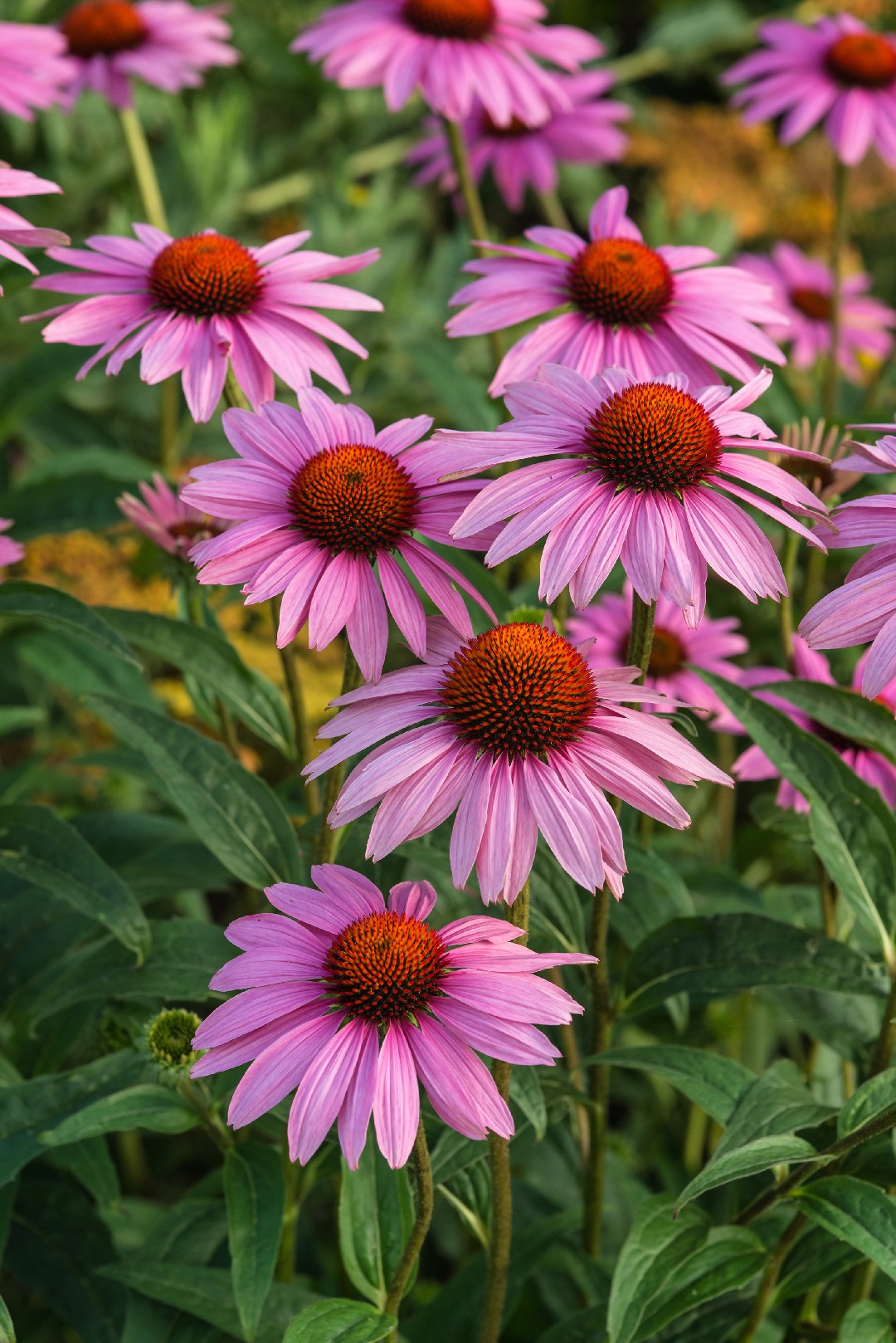 Purple coneflower 'Rubinstern' (Echinacea purpurea 'Rubinstern') Flower ...