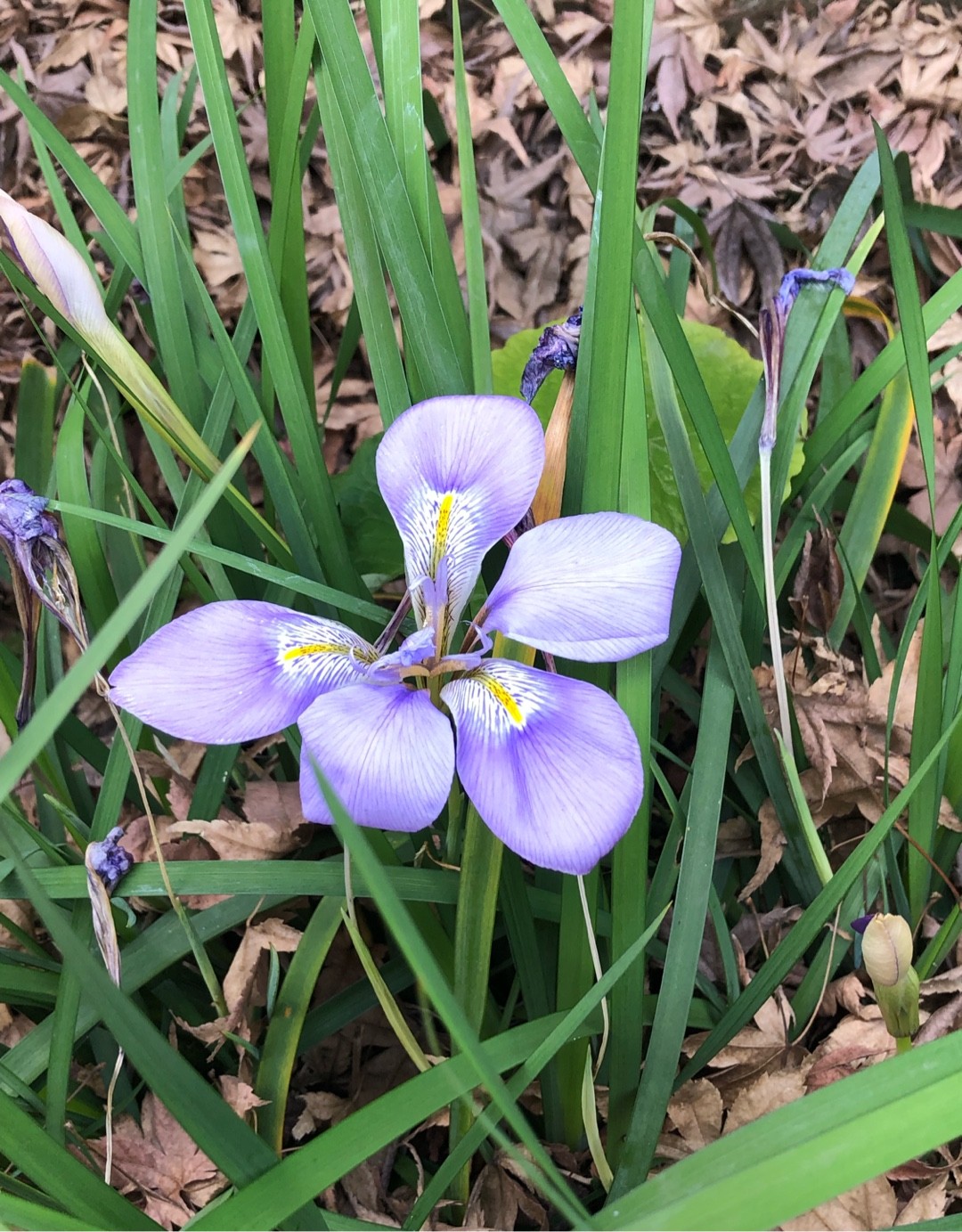 カンザキアヤメ(寒咲きあやめ)６芽 最高 ☆１月の花 ☆宿根草