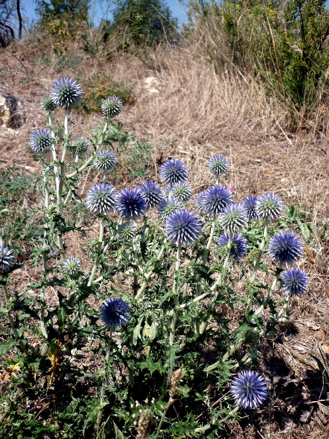 Southern globethistle (Echinops ritro) Flower, Leaf, Care, Uses -  PictureThis