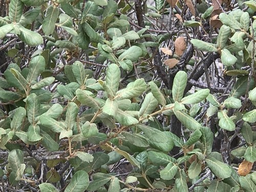 Netleaf oak (Quercus rugosa) Flower, Leaf, Care, Uses - PictureThis