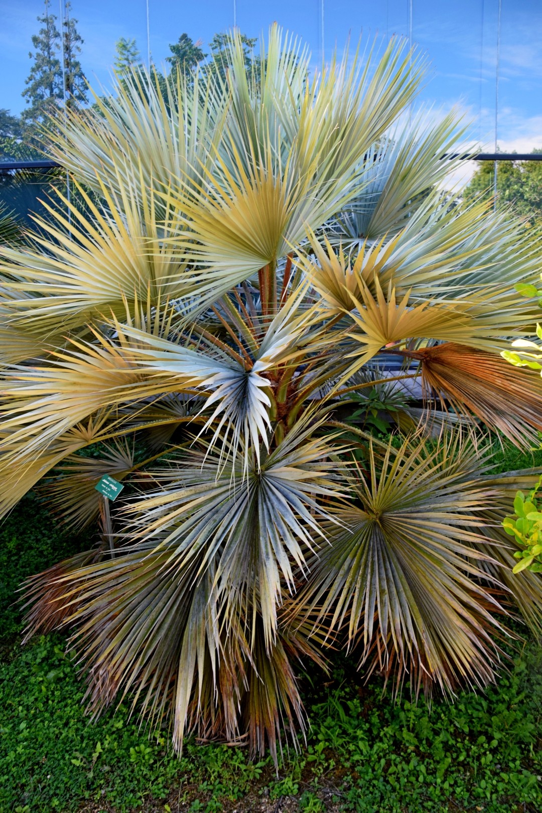 Юбея чилийская (Jubaea chilensis) - PictureThis