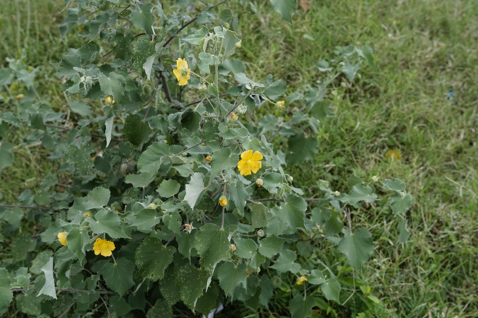 Канатник индийский (Abutilon indicum) - PictureThis