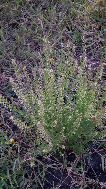 Yerba del pajarito (Lepidium bonariense) - PictureThis