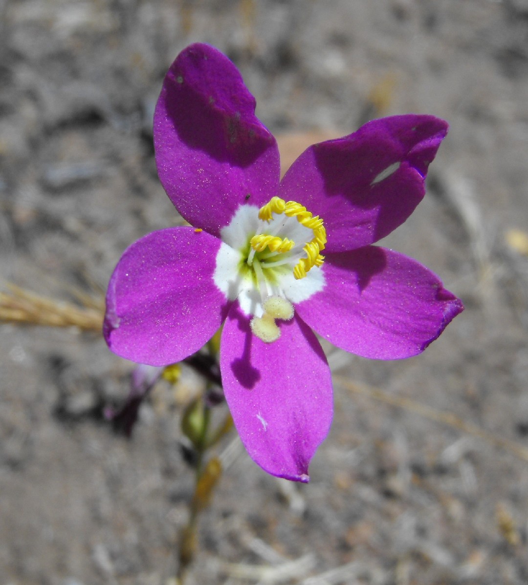 Charming centaury (Zeltnera venusta) Flower, Leaf, Care, Uses - PictureThis