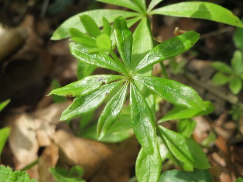 is sweet woodruff poisonous to dogs