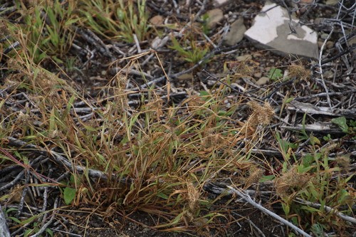 Sticky Bristle Grass /Velcro Grass