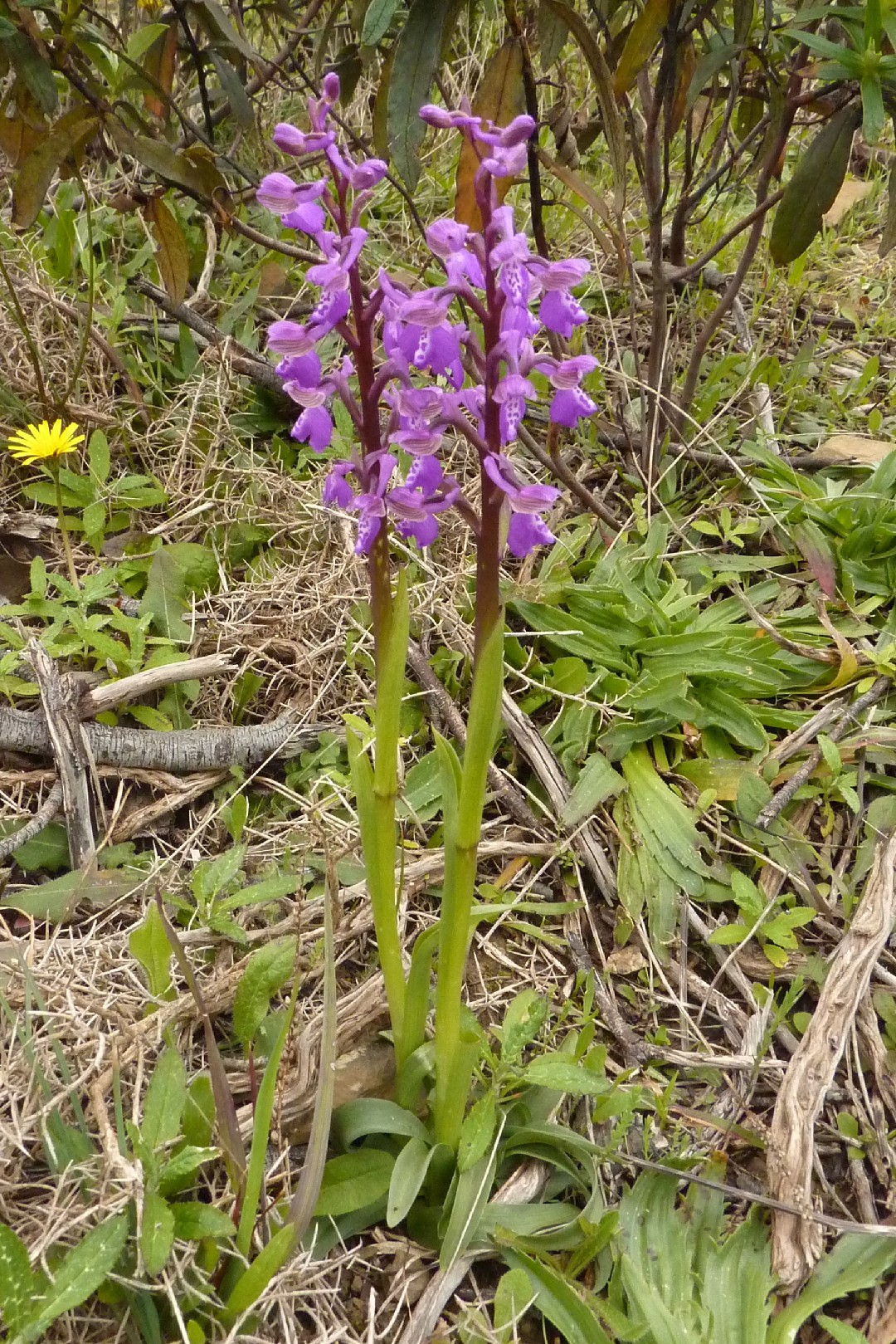 洋蘭 原種 アナカンプティス Anacamptis morio セレクト個体 球根1球 欧州地生蘭 夏眠性球根ラン 野生ラン 山野草(ラン)｜売買されたオークション情報、yahooの商品情報をアーカイブ公開  - オーク | talk05.de