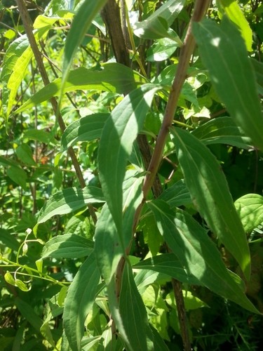 Solidago gigantea