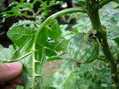 bitter-apple-solanum-linnaeanum-flower-leaf-care-uses-picturethis