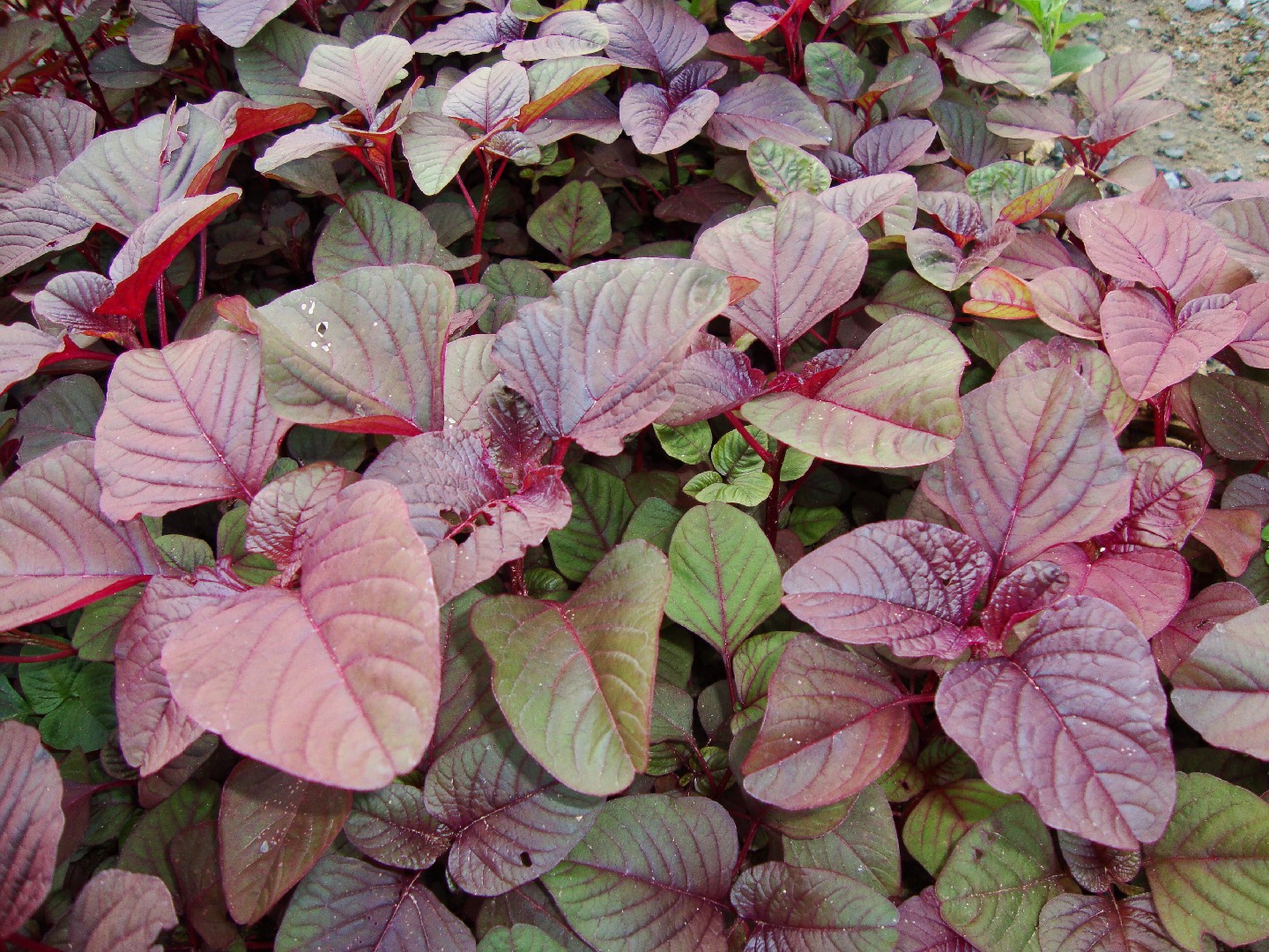 Amaranthus tricolor (Joseph's Coat)