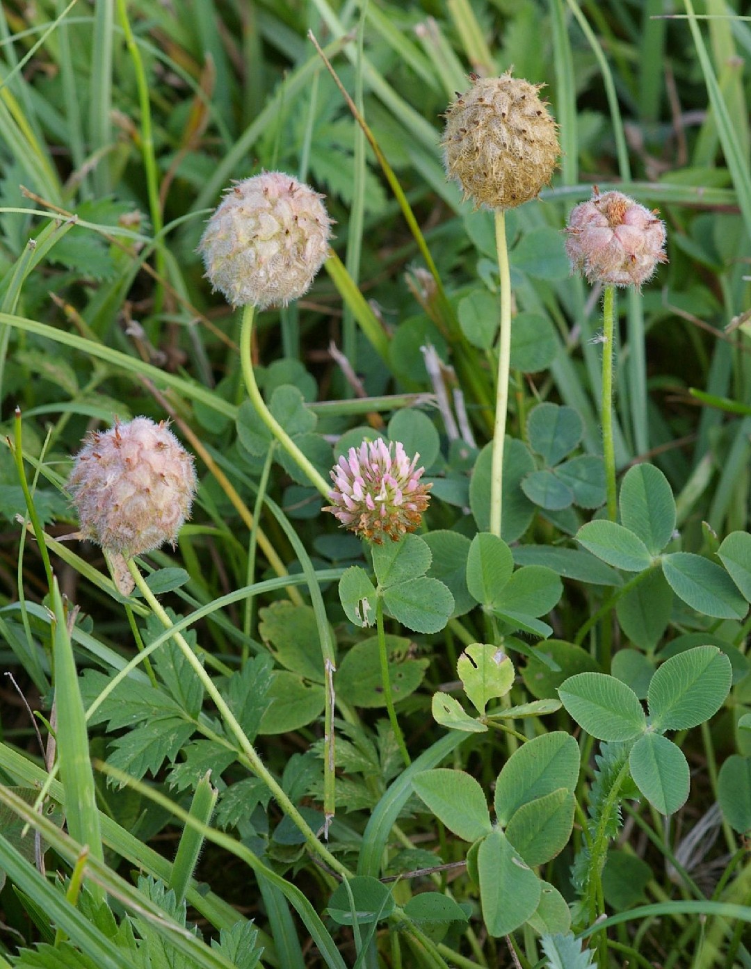 Клевер земляничный (Trifolium fragiferum) - PictureThis