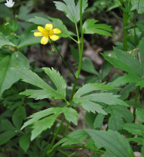 Почему Лютик на английском Buttercup