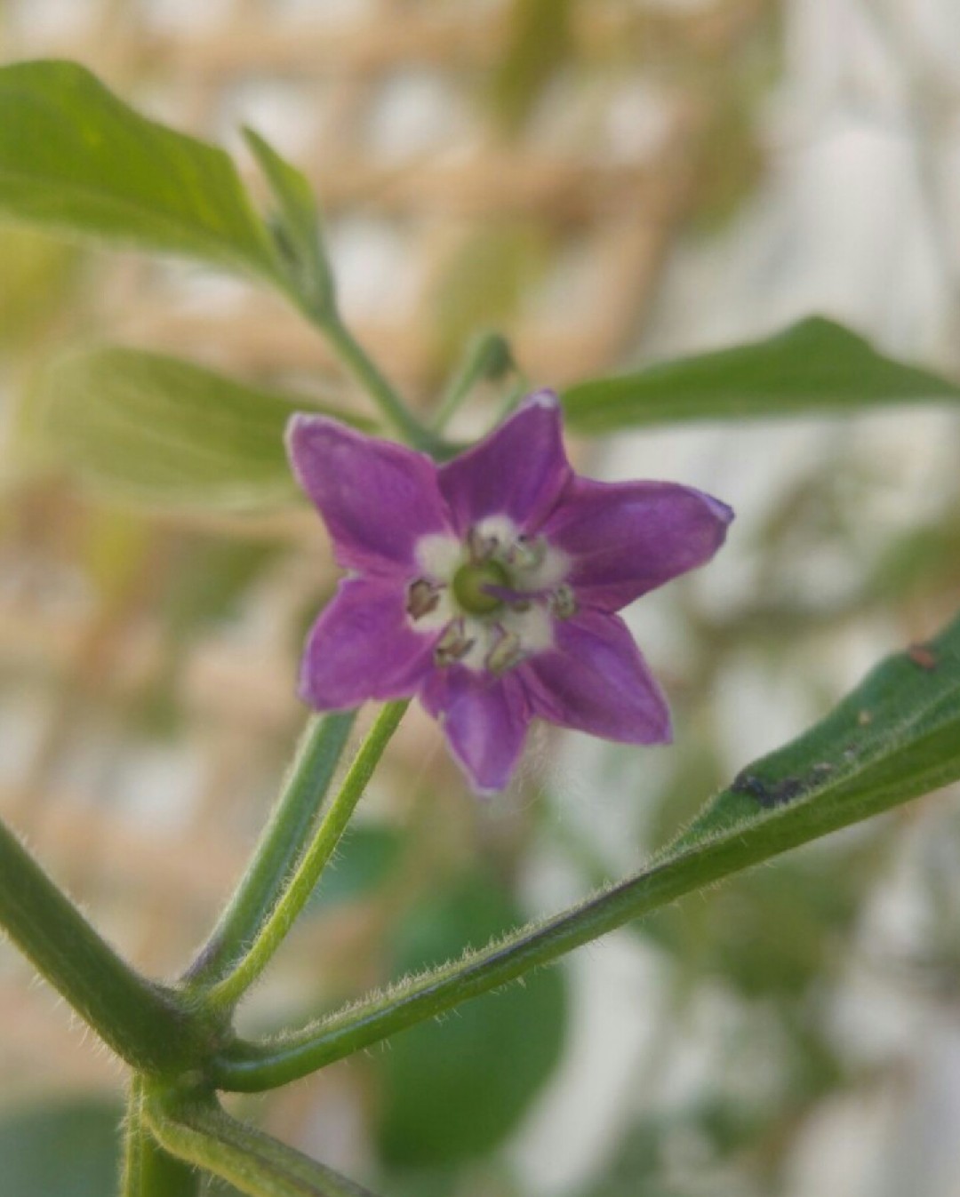 capsicum-pubescens-picturethis