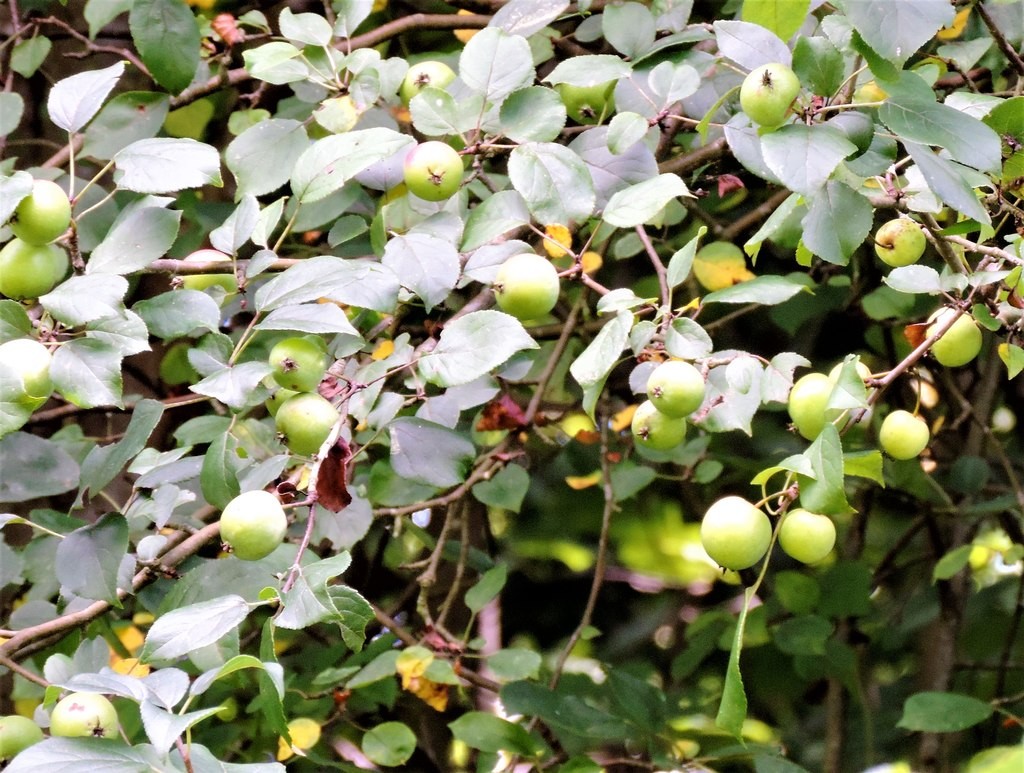 Crab apples (Malus sylvestris) otherwise known as the European apple are a  small variety of apple commonly used for the production of jam and wine.  They have the reputation of being sour