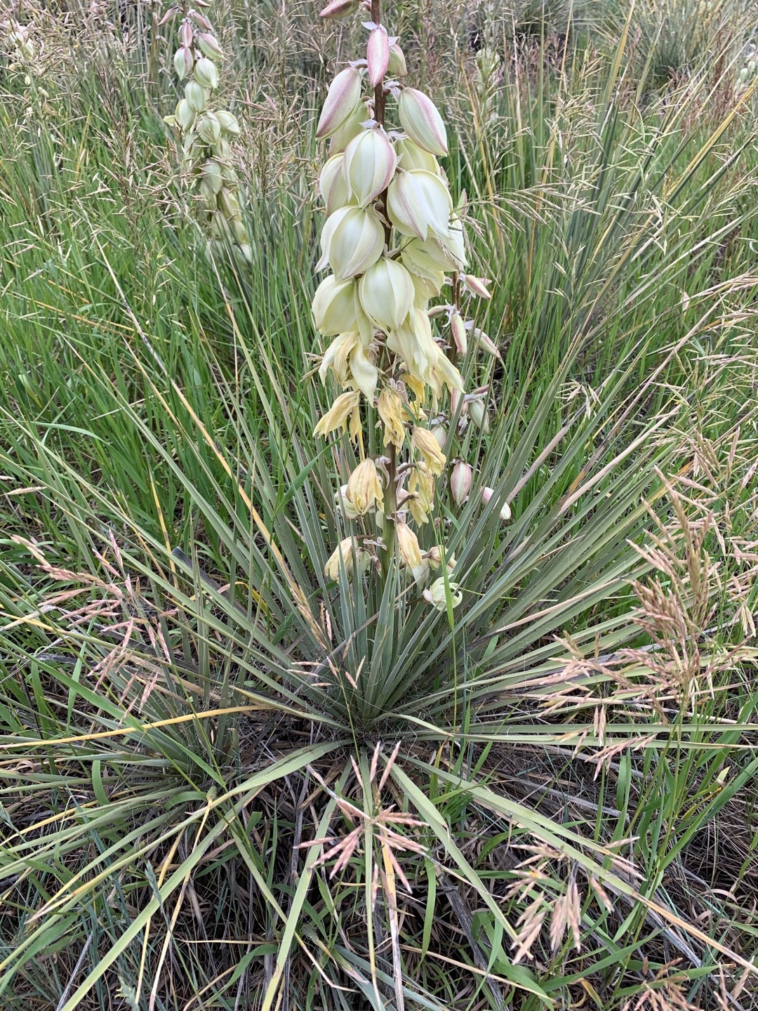 ユッカ・グラウカの判定方法 (Yucca glauca)