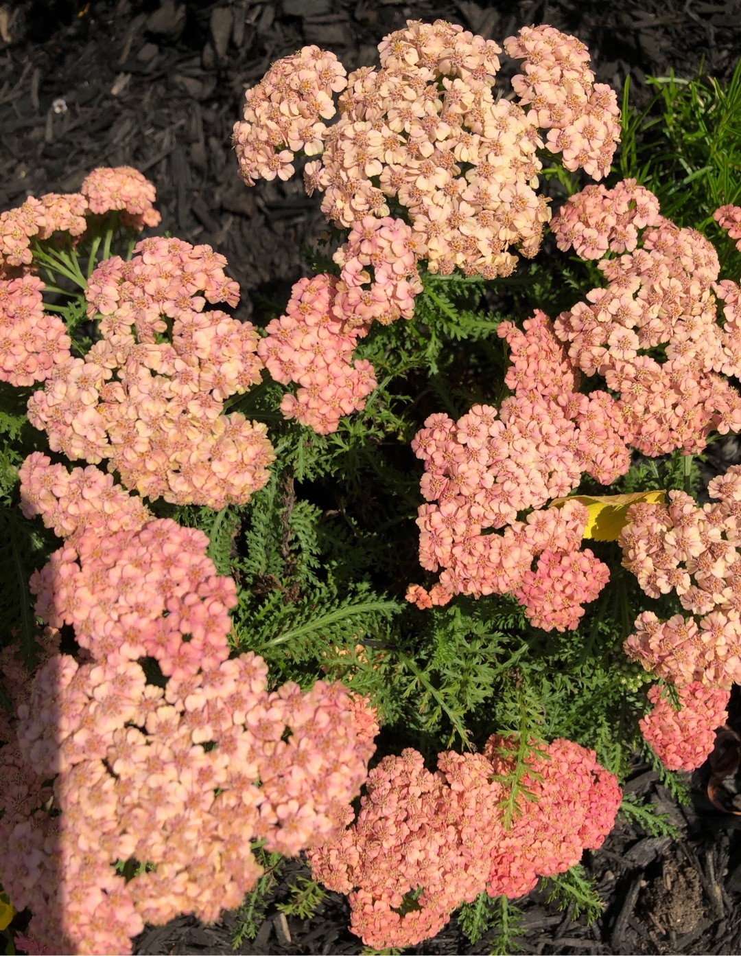 Achillea millefolium 'Apricot Delight' (Yarrow)