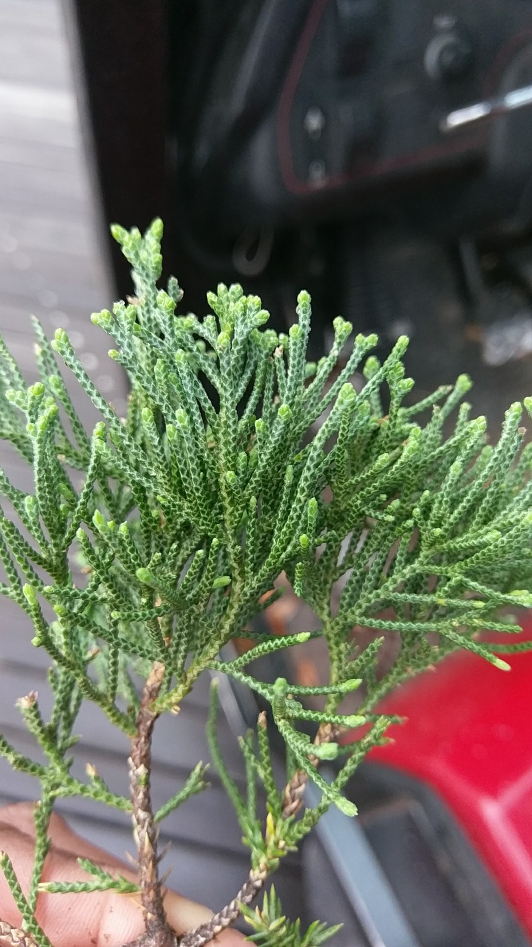 ミヤマビャクシン（深山柏槇）の判定方法 (Juniperus chinensis var. sargentii)