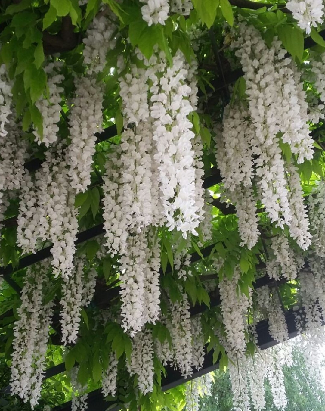 Wisteria brachybotrys Shiro уход (почву, удобрение, обрезка) - PictureThis