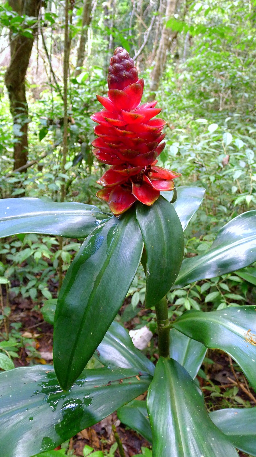 How To Plant And Grow Spiral Ginger(costus Spiralis)