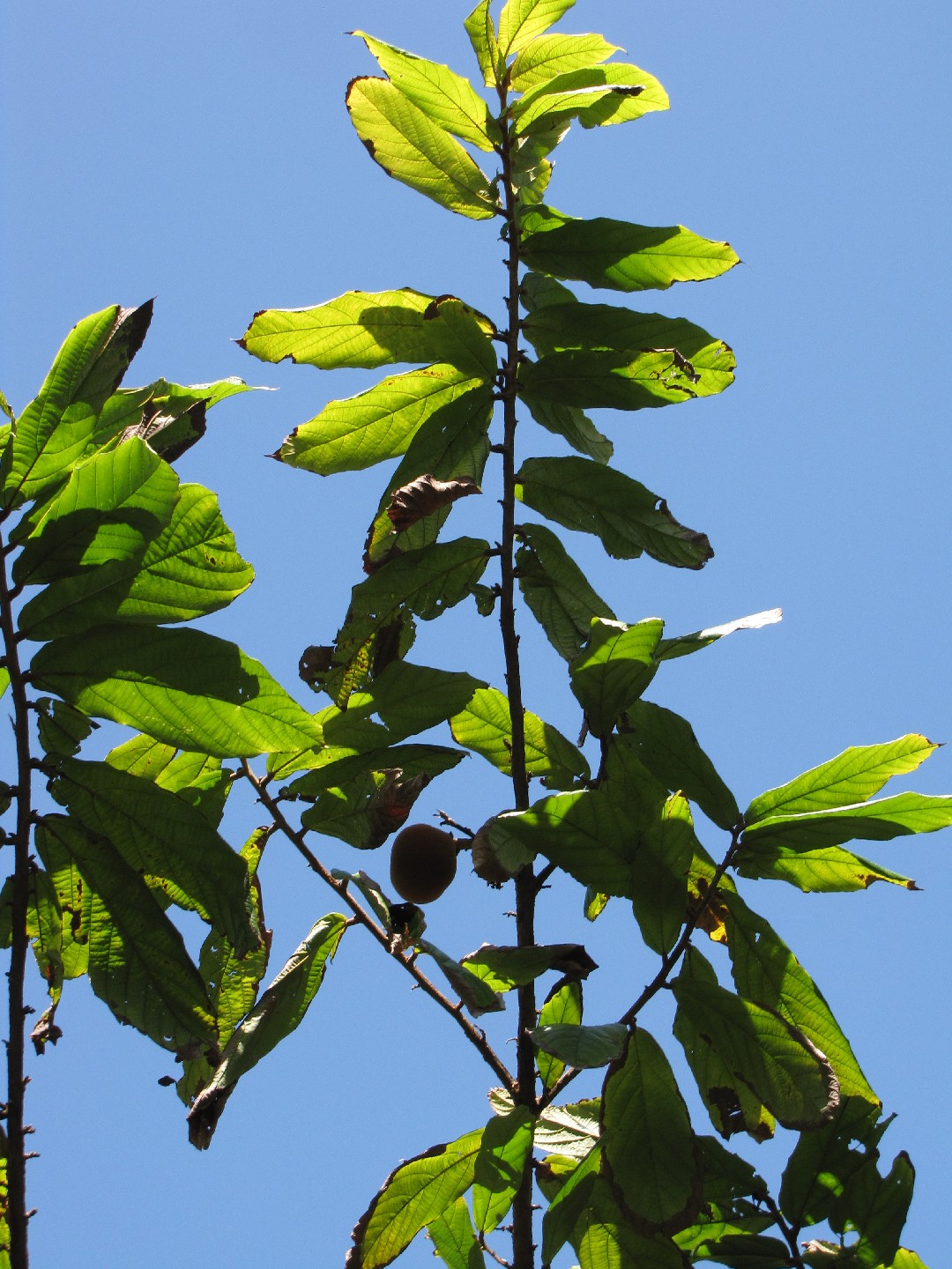 如何移植Bursera microphylla？（理想時機、方法、後續照料方式）