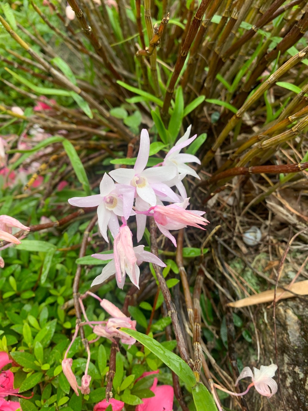 Dendrobium Wilsonii 花言葉 学名 よくある質問 Picturethis