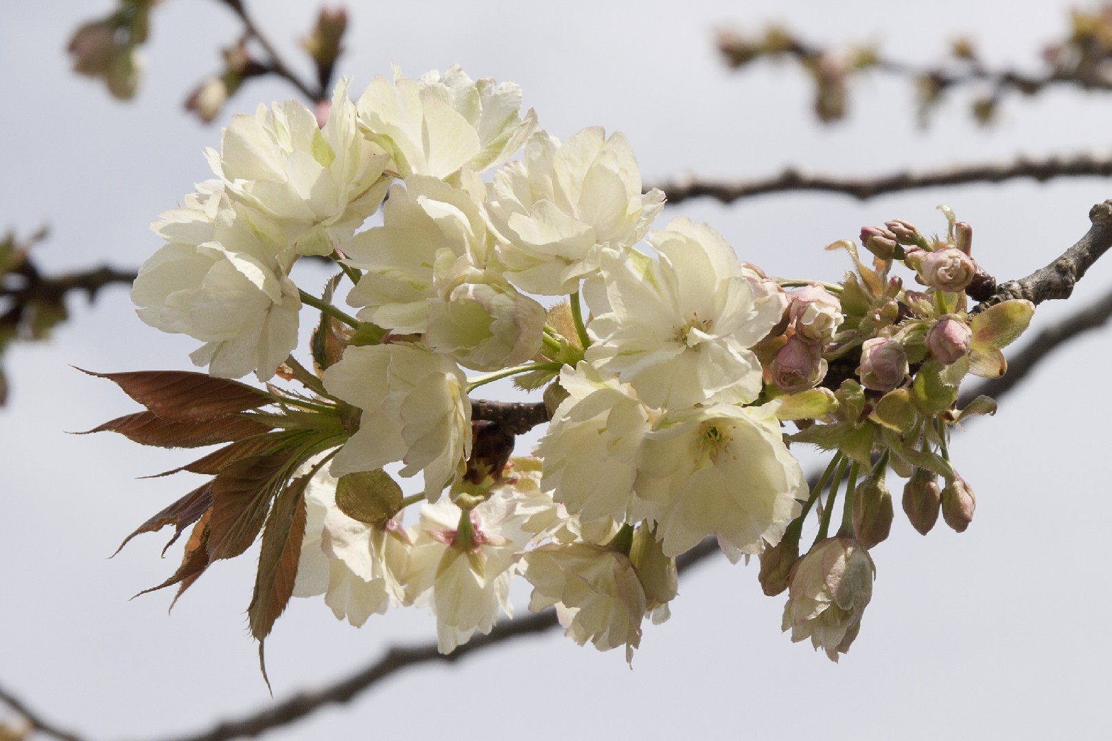 ウコンザクラ（鬱金桜） (Cerasus lannesiana 'Grandiflora') - PictureThis