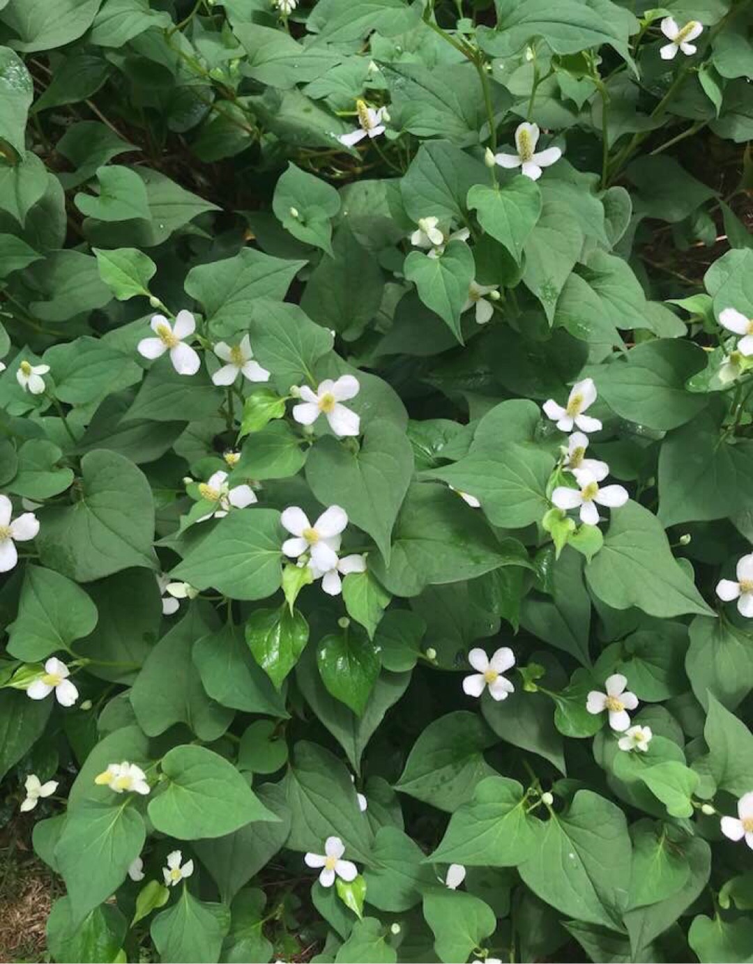 ドクダミの判定方法 (Houttuynia cordata)